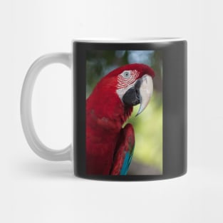 Scarlet Macaw Mug